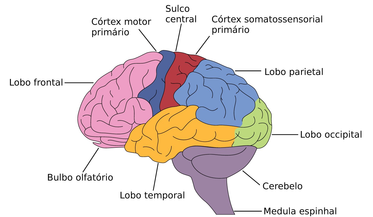 Figura 1: estruturas cerebrais. Ilustração: Mr. High Sky / Shutterstock.com