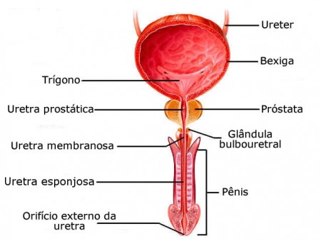 uretra-homem