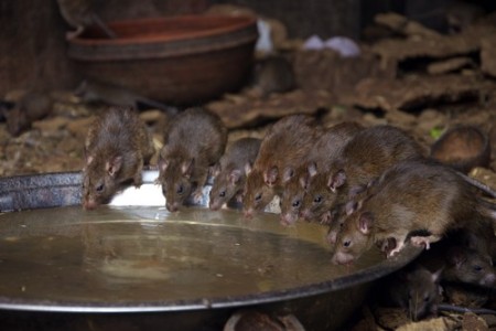 Os ratos são uma das principais pragas urbanas. Foto: Malcolm Chapman / Shutterstock.com