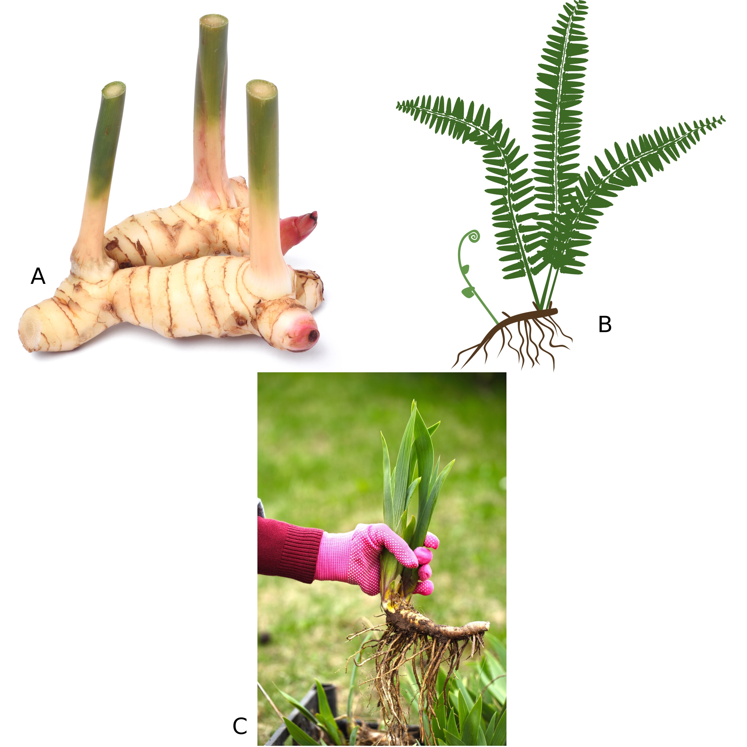 Rhizomes D'iris Délicats - 1 à 2 Rhizomes - Plantes Vivaces Exotiques Pour Jardin Secret