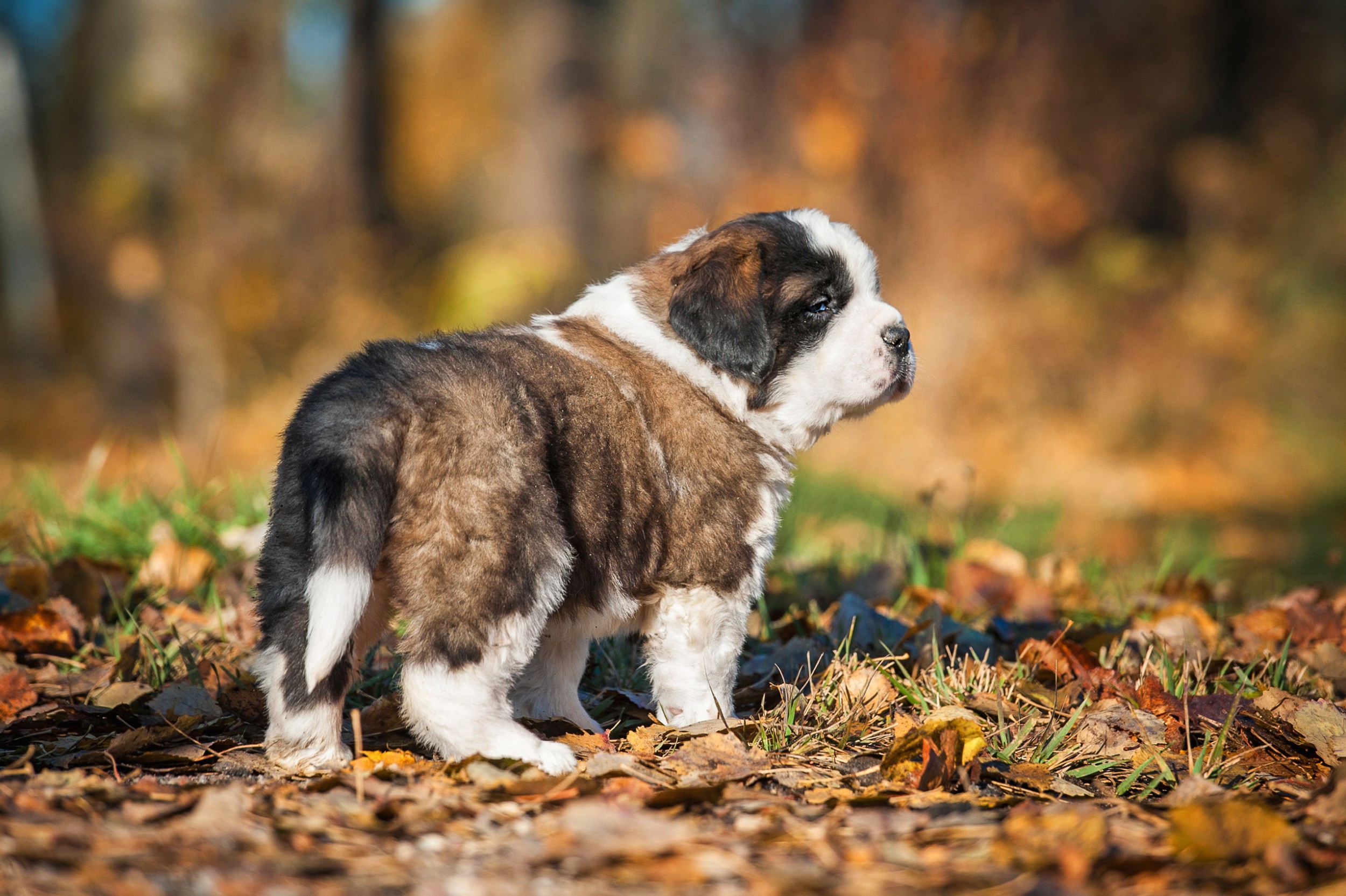 Cão - cães - cachorros - InfoEscola