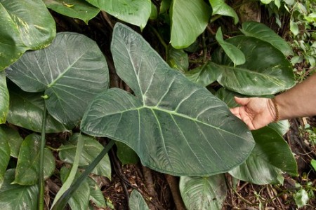 Folha de Taioba. Foto: Lee Prince / Shutterstock.com