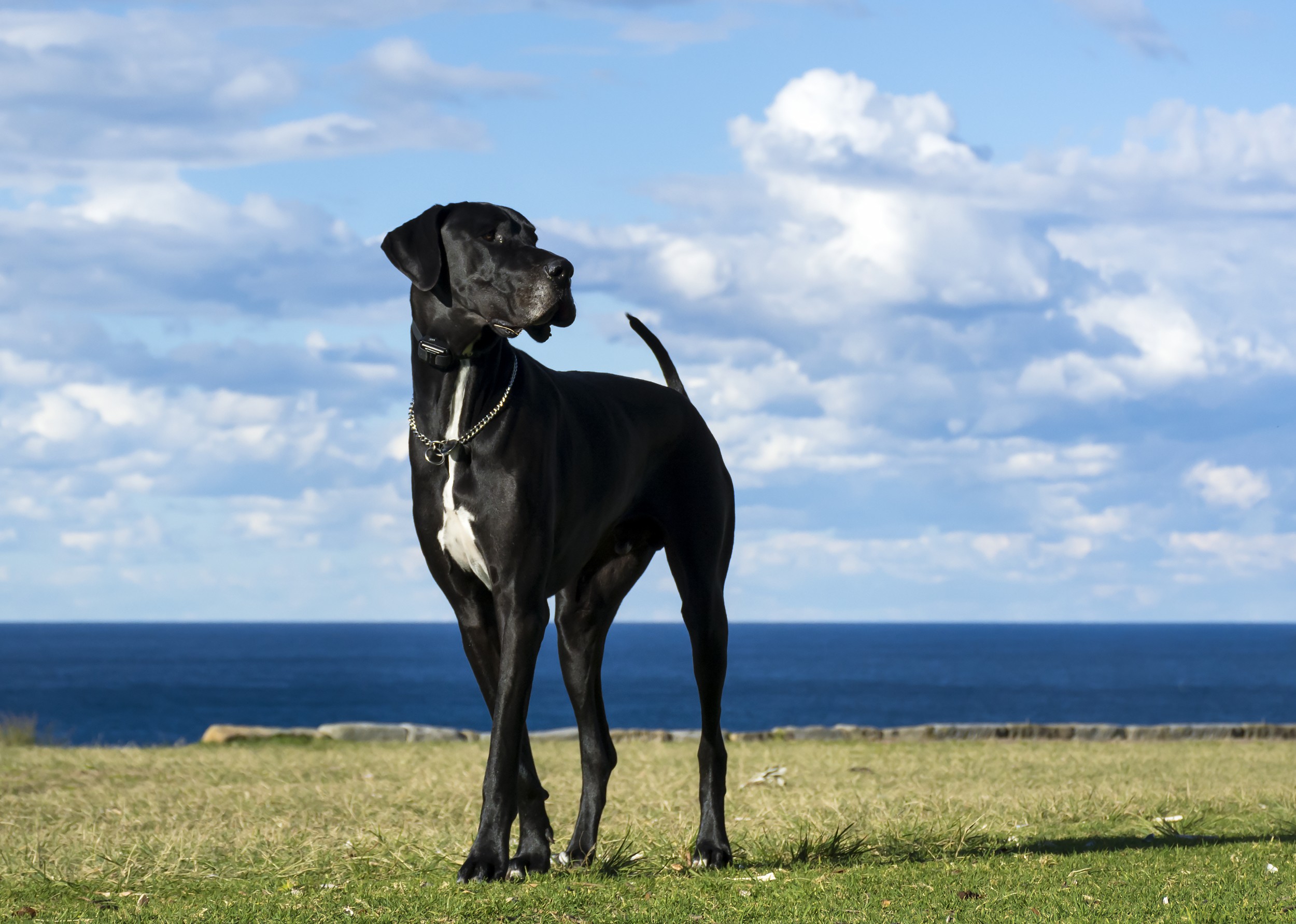 Dogue Alemão - Raças de Cães - InfoEscola