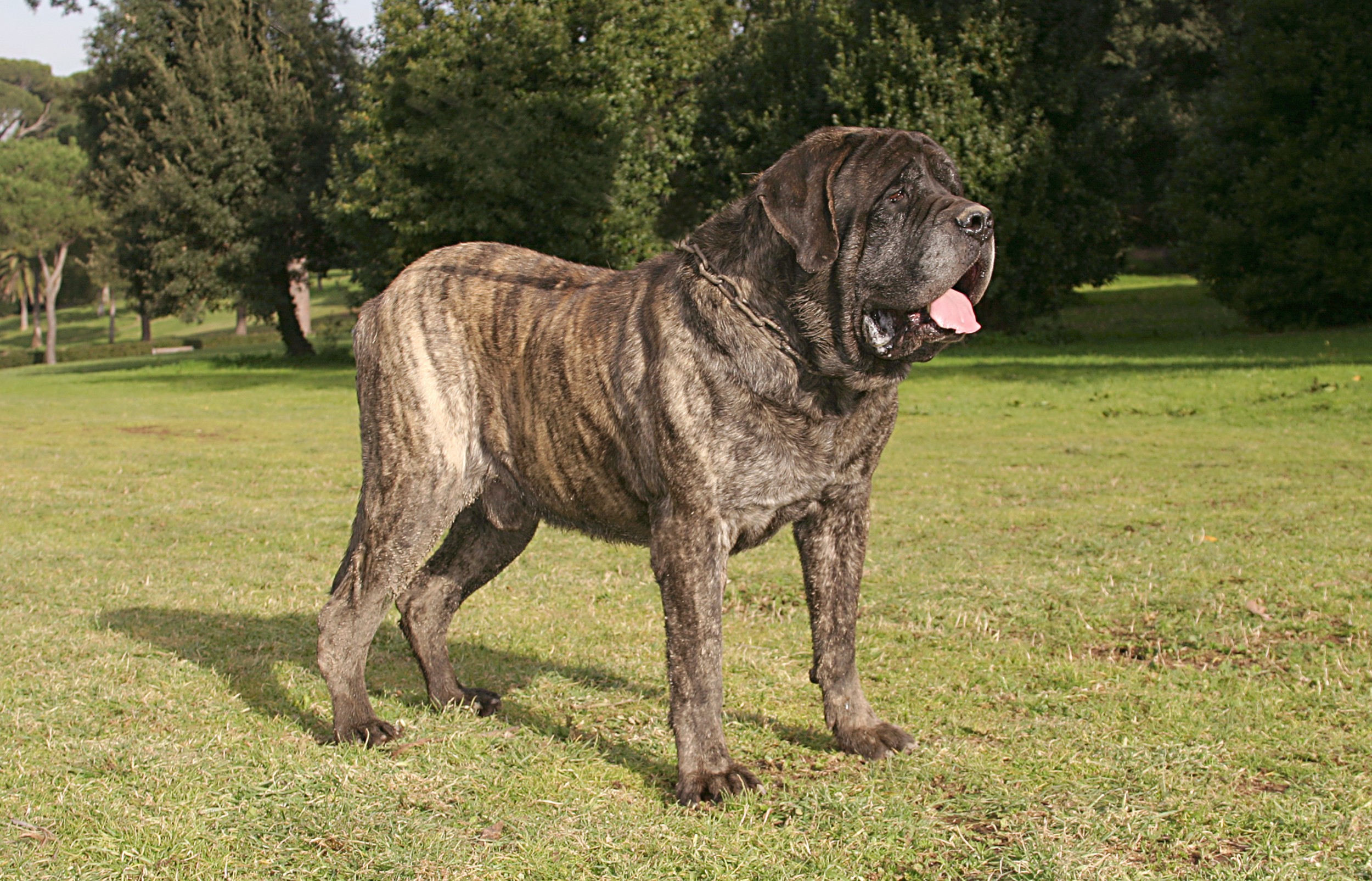 MASTIM INGLÊS ou MASTIFF: características e cuidados