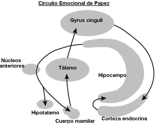 circuito-papez-limbico