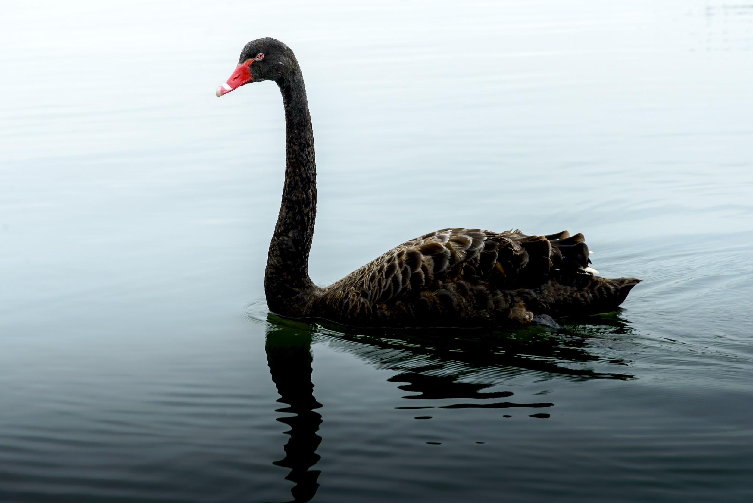Cisne Negro – Wikipédia, a enciclopédia livre