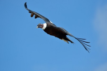 Condor. Foto: Mircea Bezergheanu / Shutterstock.com