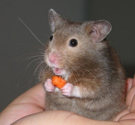 Hamster. Foto: Keith Pomakis (CC-BY-SA-2.5), via Wikimedia Commons