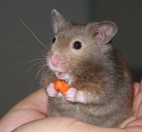 Hamster - Wikipedia