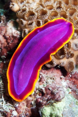 platelmintos
