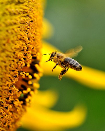 Foto: Eduard Kyslynskyy / Shutterstock.com