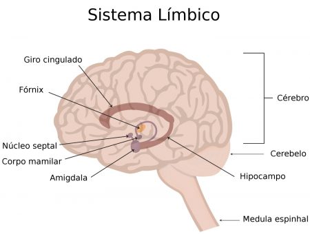 Algumas estruturas do sistema límbico. Ilustração: joshya / Shutterstock.com