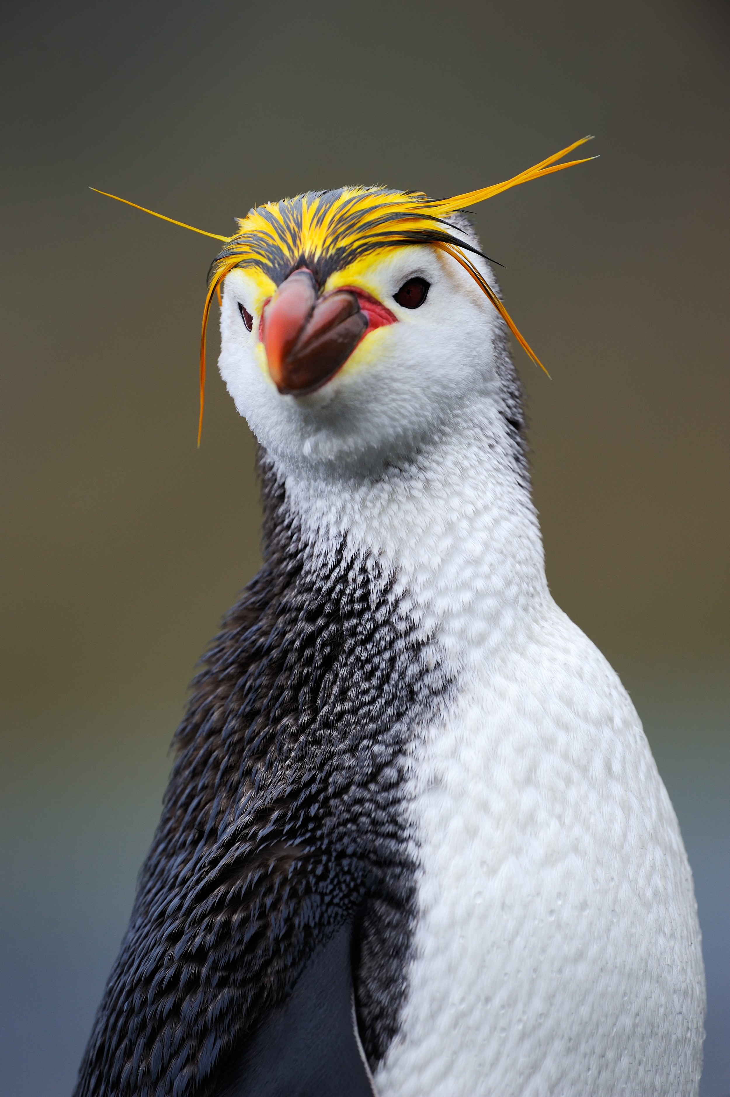 Pinguim