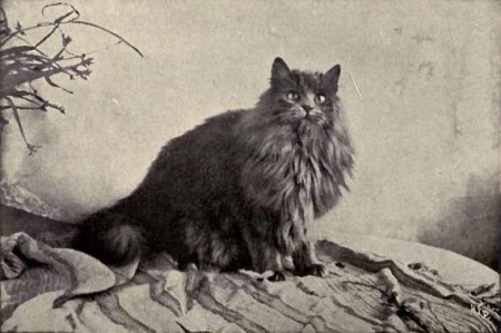 Gato Persa. Foto: Landor ("Cats and All About Them" de Frances Simpson) [Public domain], via Wikimedia Commons