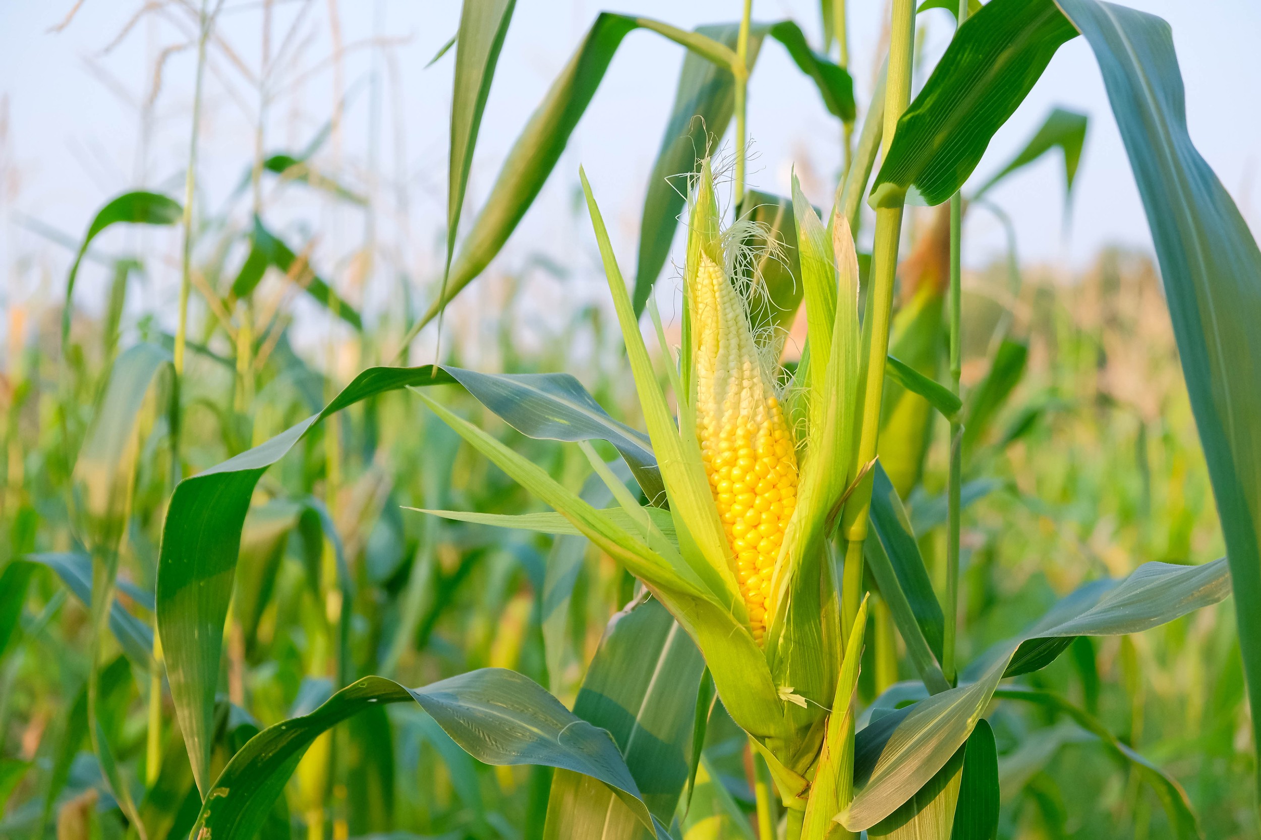 Protoginia, Num cultivo onde ocorre estiagem, a protoginia faz toda a  diferença.⁣⁣⁣ ⁣⁣⁣ Em milhos que possuem esta característica, a espiga é  emitida antes que o, By Nutritambo