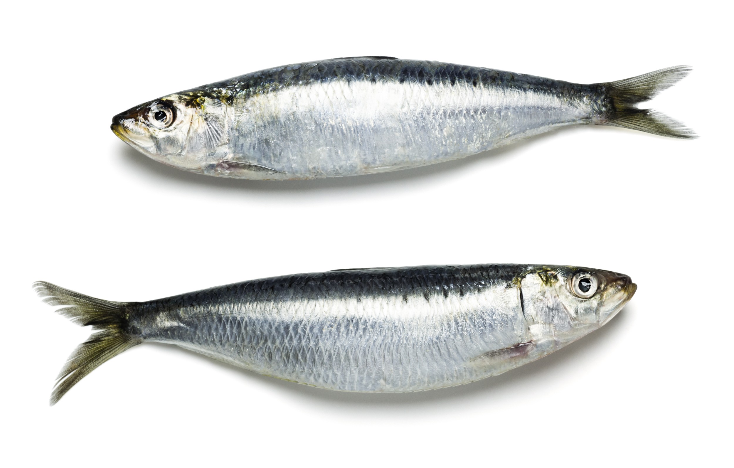 sardinha_265068365.jpg