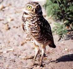 Coruja buraqueira. Foto: USGS / via Wikimedia Commons (domínio público)