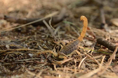 Escorpião amarelo. Foto: MartVing / Shutterstock.com