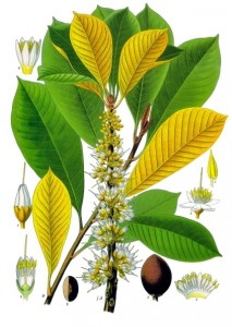 Sapotaceae