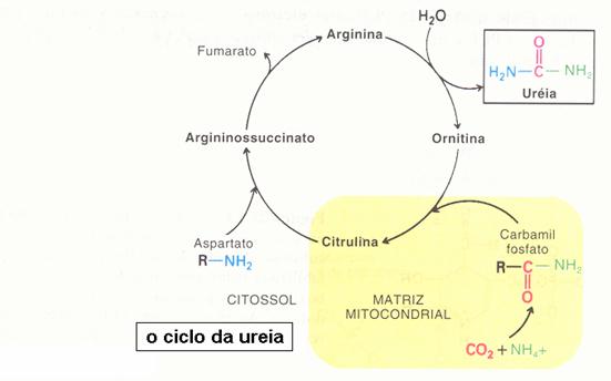 Niños y metabolismo primario