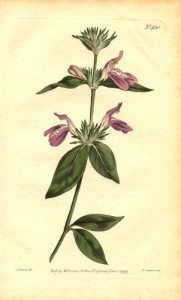 Acanthaceae