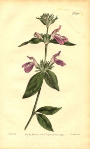 Acanthaceae