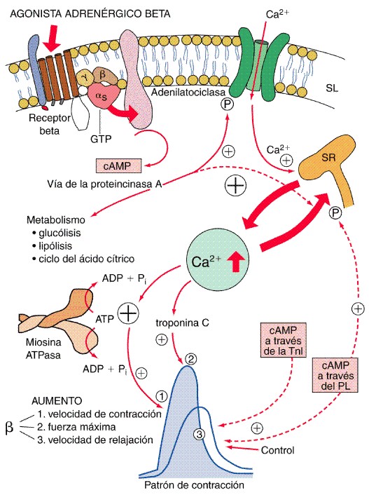 Farmacologia adrenérgica - Farmacologia I