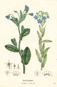 Boraginaceae