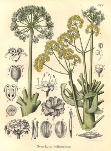 Apiaceae