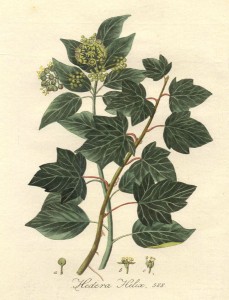 Araliaceae
