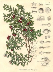 Ericaceae