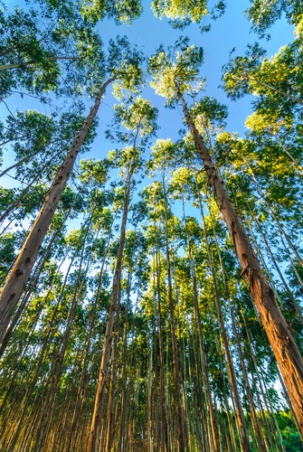 Floresta de Eucaliptos. Foto: Mingman / Shutterstock.com