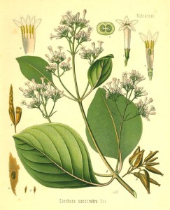 Família Rubiaceae