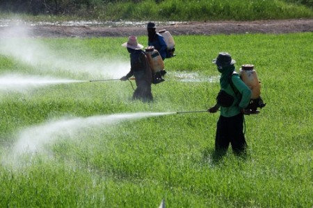 Agricultores aplicando agrotóxicos em plantação. Foto: sakhorn / Shutterstock.com