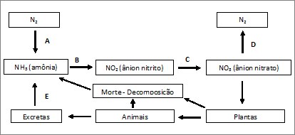 Ecologia, PDF, Nitrogênio