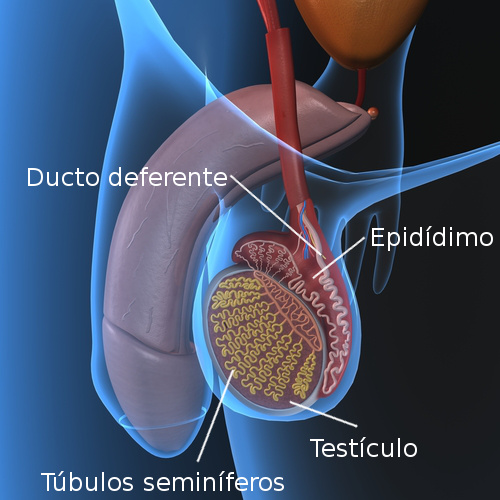 Anatomia do testículo. Ilustração: sciencepics / Shutterstock.com [adaptado]