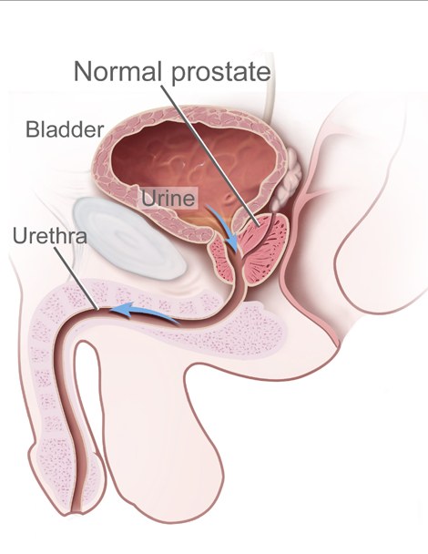 próstata anatomía y fisiología)