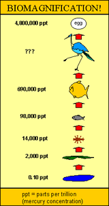 Exemplo de bioacumulação: água contém 0,10 ppt (partes por trilhão de mercurio). Esta concentração pode chegar a 4,8 milhões ppt em um ovo de uma ave que se alimenta de peixes.