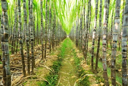 Canavial. Foto: lzf / Shutterstock.com