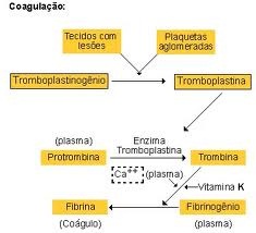 Plaquetas, Wiki