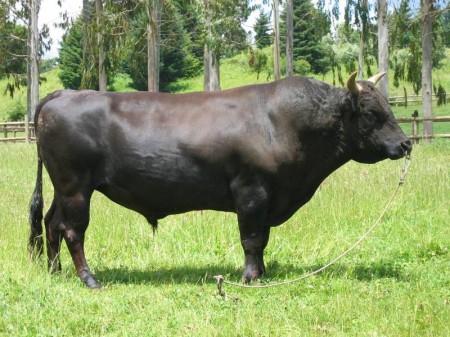 Gado Wagyu. Foto: Fernando Hartwig (CC-BY-SA-3.0), via Wikimedia Commons