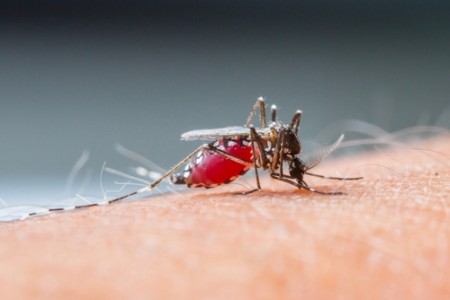 Mosquito Anopheles. Foto: smuay / Shutterstock.com