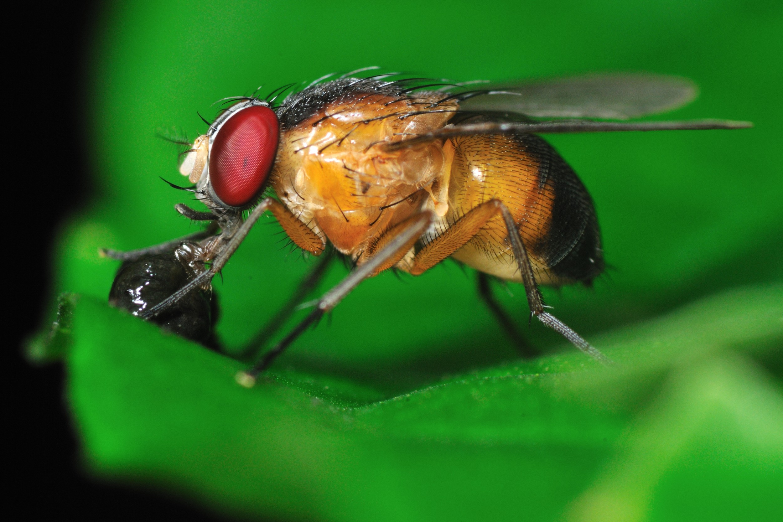 Mosca das frutas Insetos InfoEscola Mosca das frutas Insetos InfoEscola