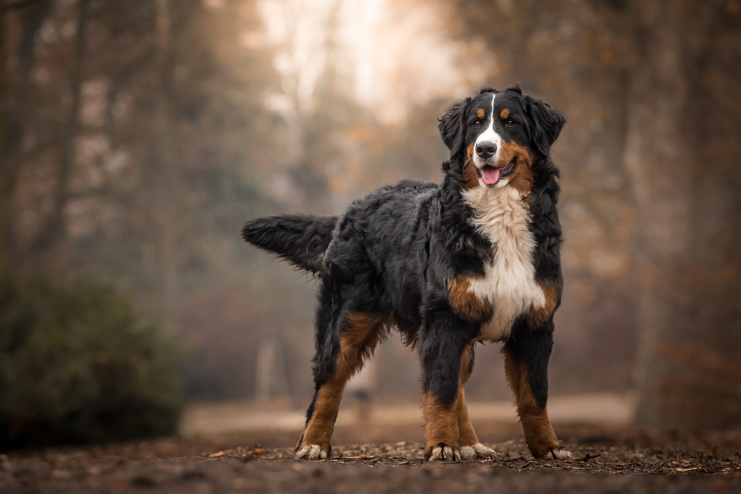 Bernese - Raças de Cães, Informações sobre Cães da Raça Bernese