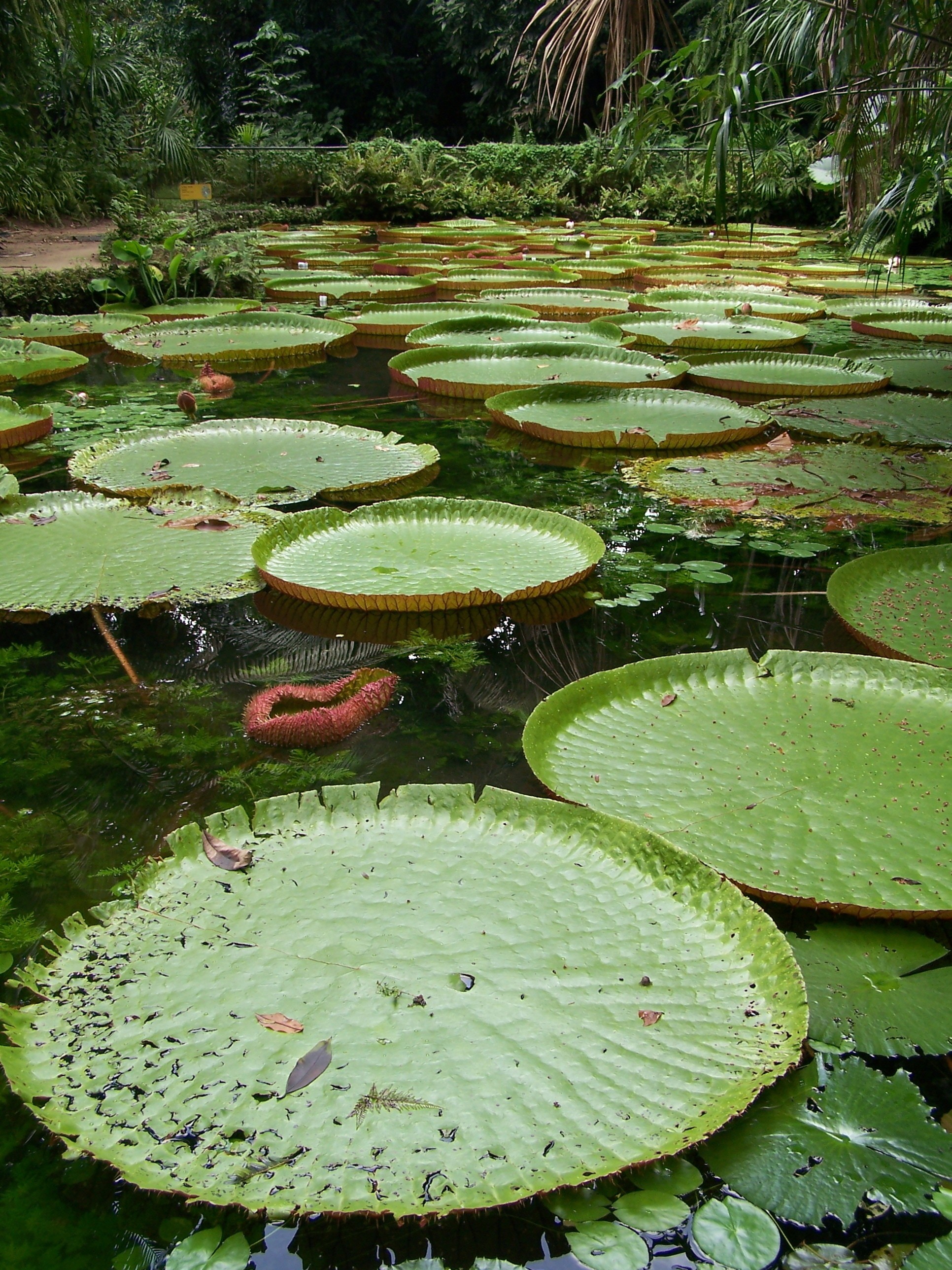 Plantas Aquaticas Hidrofitas Biologia Infoescola