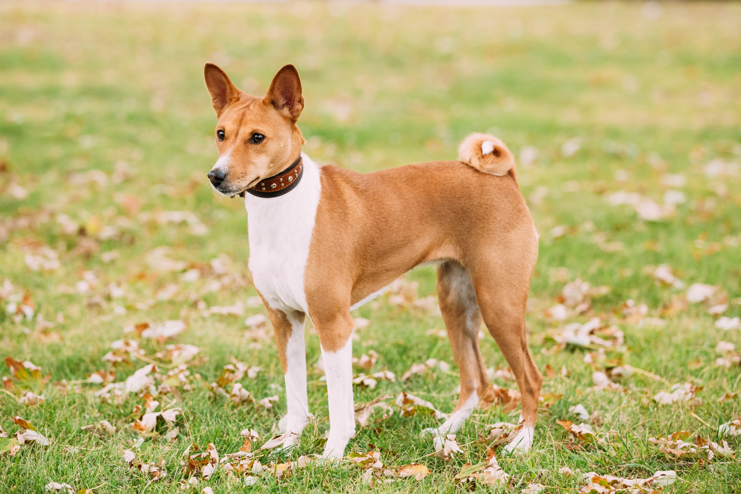 Cão - cães - cachorros - InfoEscola