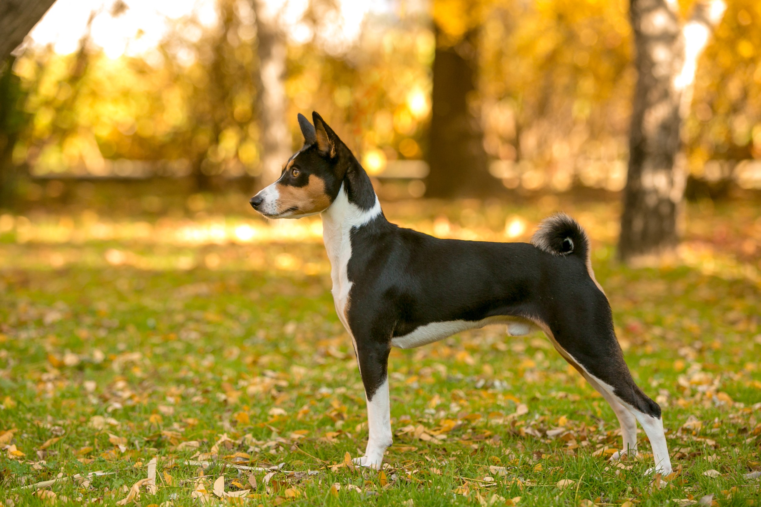 Basenji cachorro sales