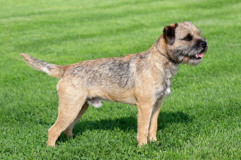 Border Terrier 2