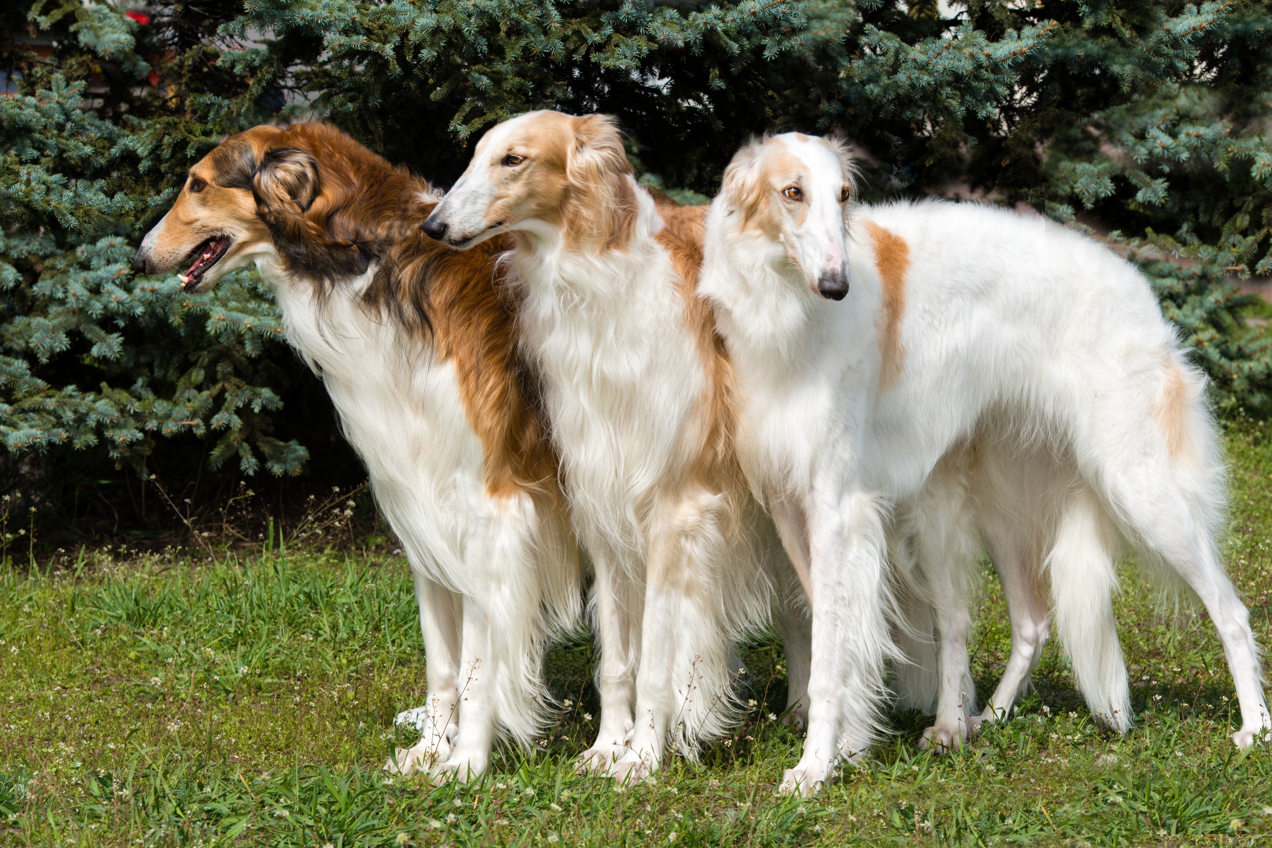 Cão - cães - cachorros - InfoEscola