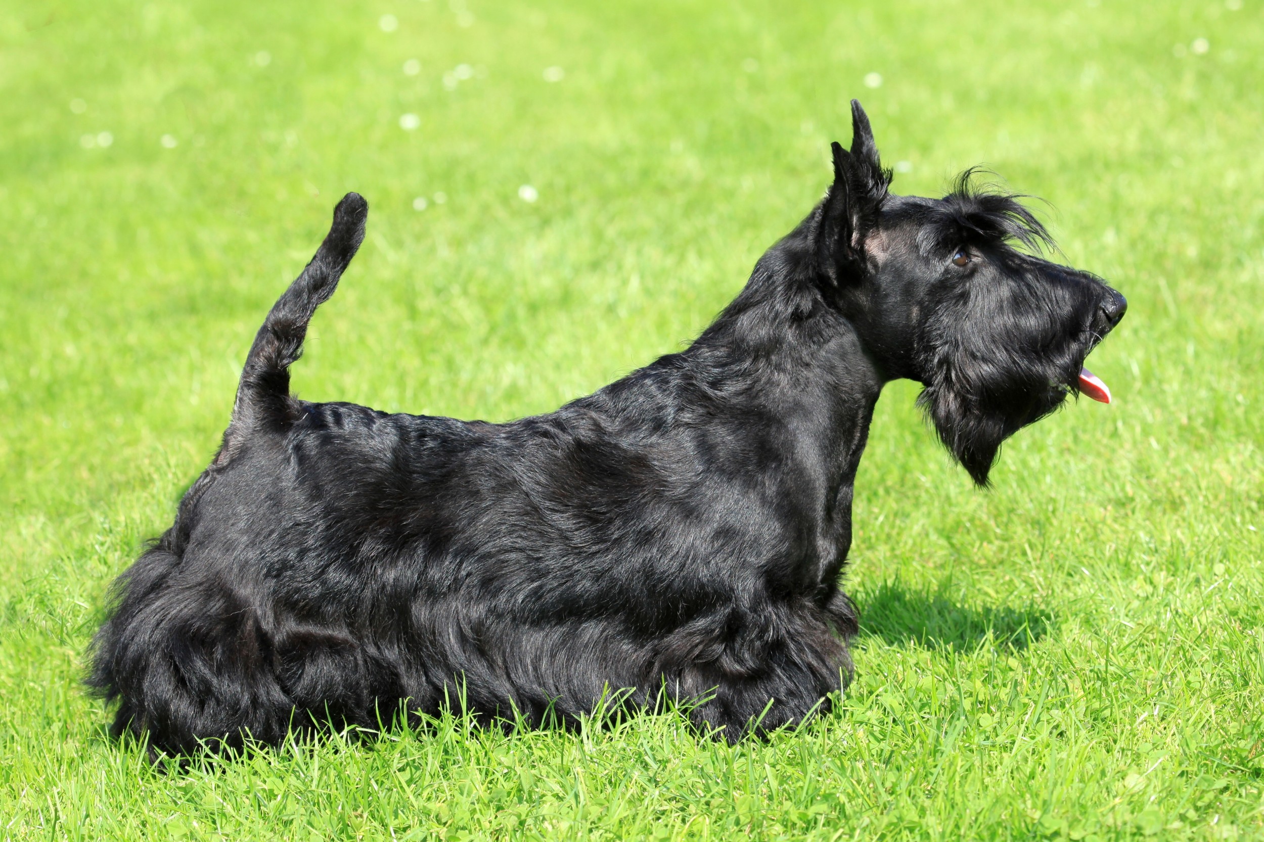 Terrier Escocês - Raças de Cães - InfoEscola